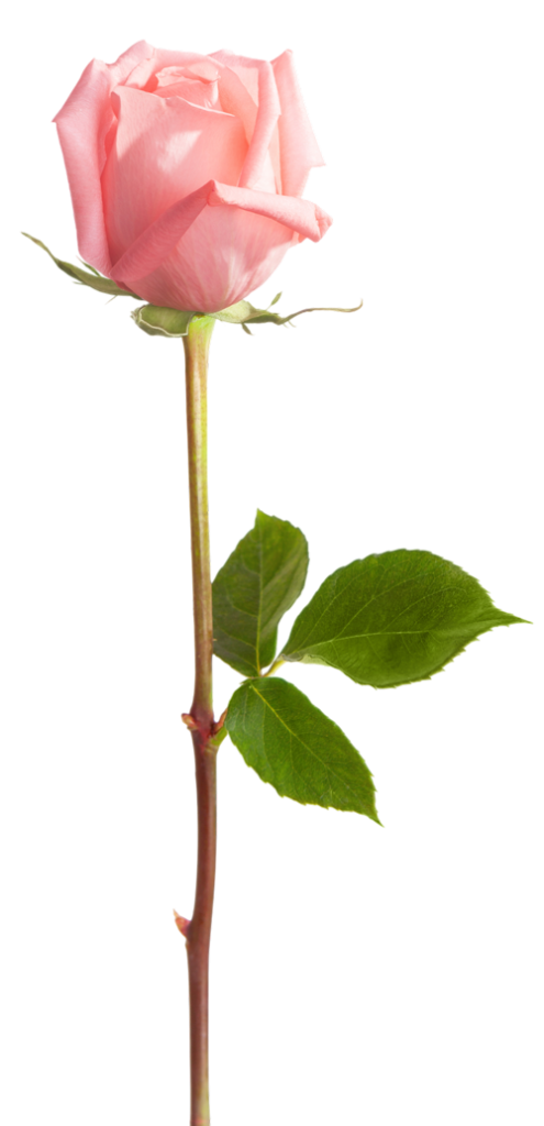 rose détourée